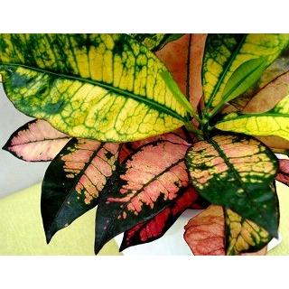 クロトン アケボノ Hk 038 フラワーガーデン 花小径 通販 Yahoo ショッピング