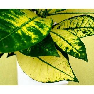 クロトン アケボノ Hk 038 フラワーガーデン 花小径 通販 Yahoo ショッピング