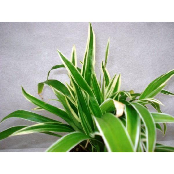 犬のトピアリー ヘデラ シンゴジューム インドチョウラン Hk 0 フラワーガーデン 花小径 通販 Yahoo ショッピング