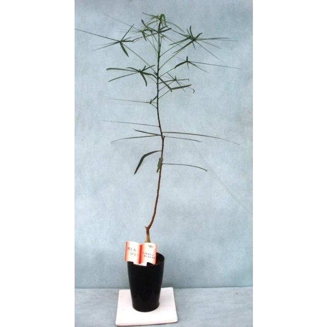 ボトルツリー ブラキキトン ルペストリス Hk 121 フラワーガーデン 花小径 通販 Yahoo ショッピング