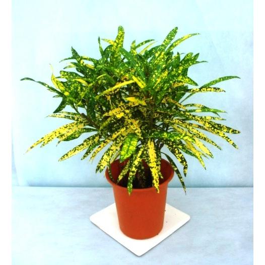 クロトン ゴールドスター Hk 124 フラワーガーデン 花小径 通販 Yahoo ショッピング