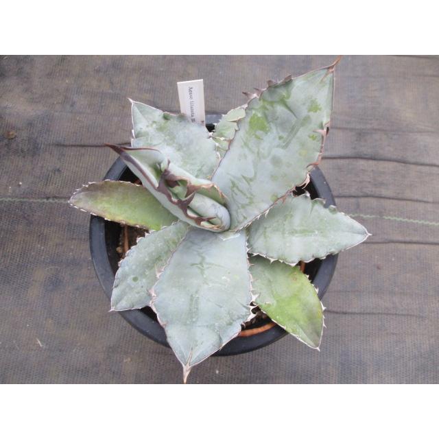 現品】【人気上昇中！アガベ】【多肉植物・Agave titanota Blue