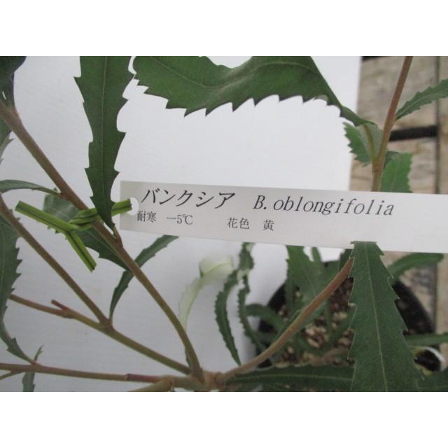 バンクシア オブロンギフォリア オーストラリアの花 常緑樹 Baki 01 花工房 たんぽぽ 通販 Yahoo ショッピング