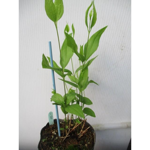 【確認用】クレマチス・ソシアリス・真紅・白菫・会津の風・押切・花筏・桃割・夕顔 竹間さんの壷型クレマチス 今日の姿…✨ 押切 No.15334 先人が愛