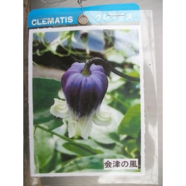 魅惑のクレマチス 会津の風 4 5号切り戻し苗 ヴィオルナ系 Clvi 213 花工房 たんぽぽ 通販 Yahoo ショッピング