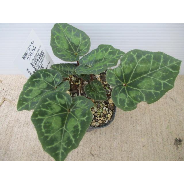 現品】【原種シクラメン・特選グラエカム・ドワーフタイプ・ No.4