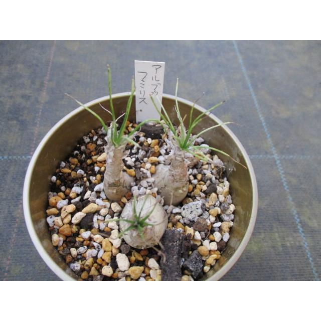 アルブカ・フミリス】3号鉢・ユリ科・球根植物・多肉植物 : 花工房