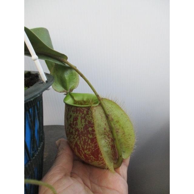 現品 何とも不思議な ネペンテス アンプラリア ラフレシアーナ No 2 食虫植物 ウツボカズラ 5号充実株 大人も面白い 希少 Mene 004 花工房 たんぽぽ 通販 Yahoo ショッピング
