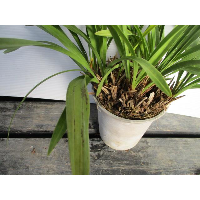 花芽確認済み＞キンリョウヘン 6号（品種不明）｜ミツバチ蘭｜洋蘭10