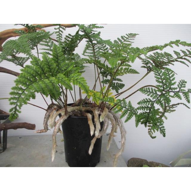 トキワシノブ 3号ポット苗 素朴な山野草 古典植物 草もの盆栽 シダ類 Saha 001 花工房 たんぽぽ 通販 Yahoo ショッピング