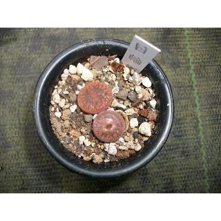 お買い得価格 ユニークな形 リトープス 6種類セット 不思議な多肉植物 玉型メセン Ta 花工房 たんぽぽ 通販 Yahoo ショッピング