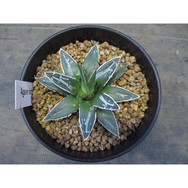 人気上昇中!】【多肉植物・アガベ・笹の雪】3.5号鉢 人気上昇中!】【多肉植物・アガベ・笹の雪】3.5号鉢
