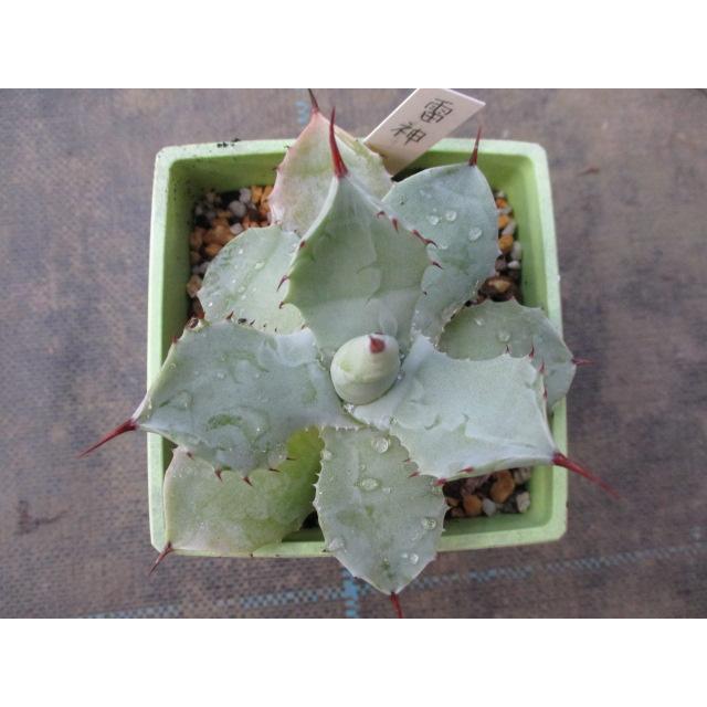 人気上昇中 アガベ 雷神苗 3 5号 ベンケイソウ科 多肉植物 リュウゼツラン科 Taag 035 花工房 たんぽぽ 通販 Yahoo ショッピング