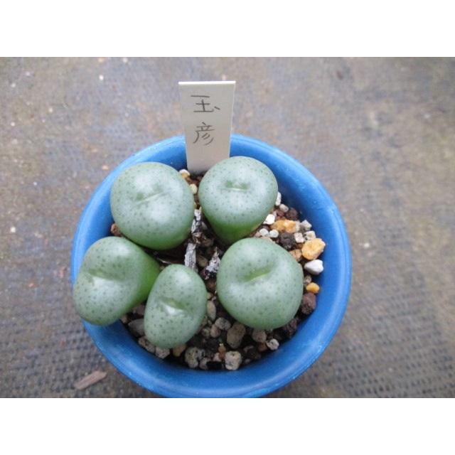 通販 激安 ユニークな形 コノフィツム 玉彦 2号鉢 多肉植物 玉型メセン