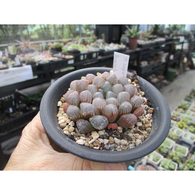 お買い得価格!】【H.cooperi ver.truncata purpuru お買い得価格!】【H.cooperi ver.truncata purpuru