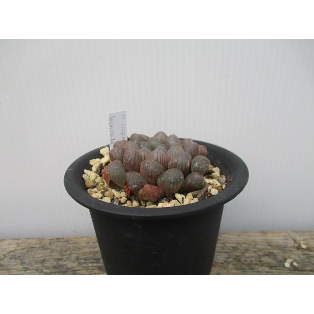 お買い得価格!】【H.cooperi ver.truncata purpuru お買い得価格!】【H.cooperi ver.truncata purpuru