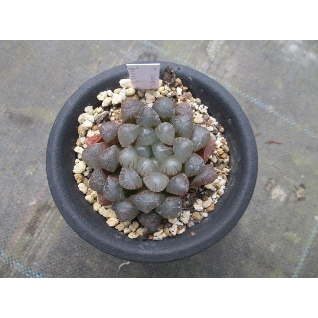 お買い得価格!】【H.cooperi ver.truncata purpuru お買い得価格!】【H.cooperi ver.truncata purpuru