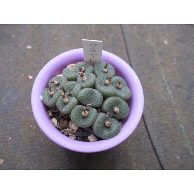 即納 観葉植物 コノフィツム 玉彦 ２号 １鉢 Riosmauricio Com