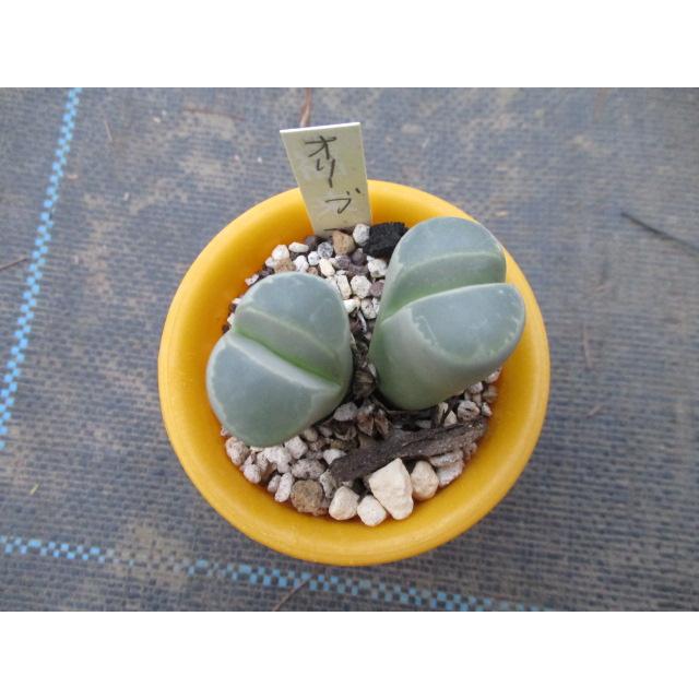 激安セール リトープス オリーブ玉 2号