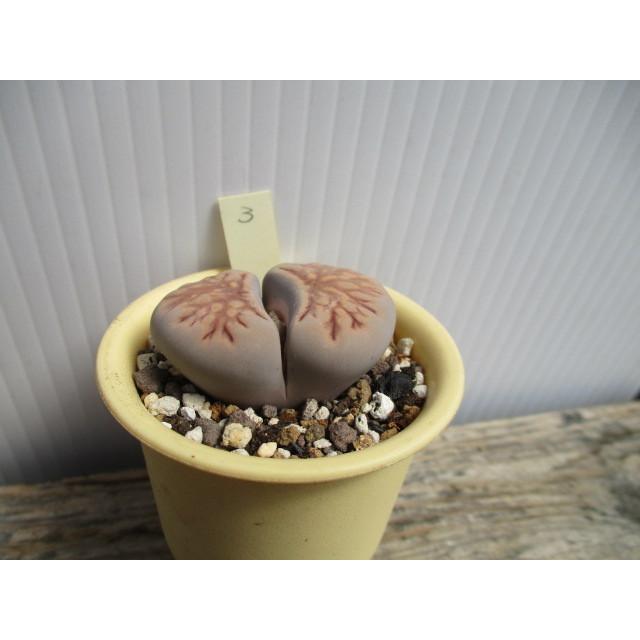 メセン 多肉植物 お任せ30苗 リトープス 77 Off リトープス
