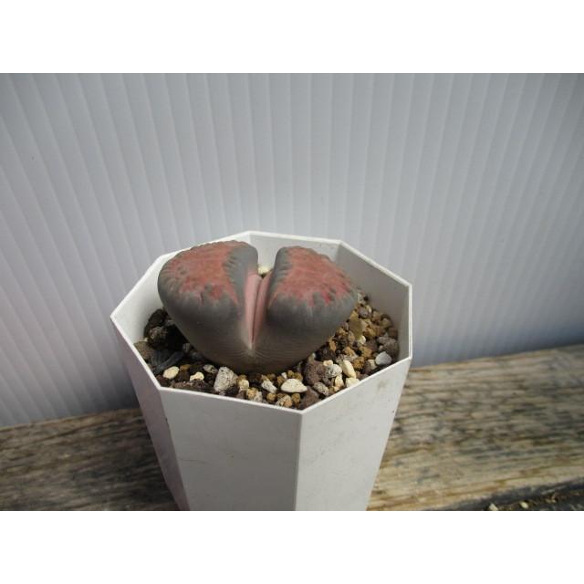 リトープス 大きなウェベリー 2号 不思議なメセン類 多肉植物 Tari 076 花工房 たんぽぽ 通販 Yahoo ショッピング