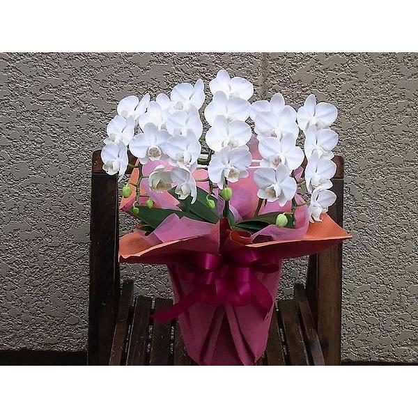 出産祝い 記念日 誕生日 ミニ胡蝶蘭スーパーアマビリス 胡蝶蘭 送料無料 花持ち最高 ミニ胡蝶蘭スーパーアマビリス 御祝い 御供えなどに 楽屋花 展示会 生花 Www Diresatumbes Gob Pe