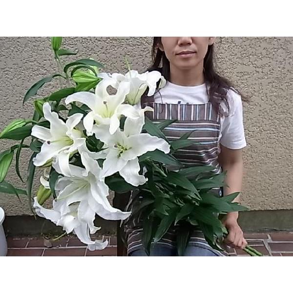 最高品質カサブランカ 5輪付 5本の花束 : Hanakuma Yahoo!店 - 通販