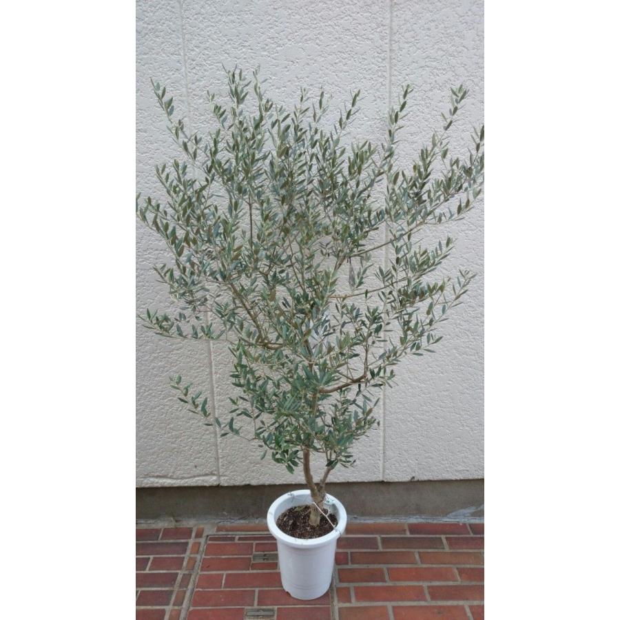小豆島産オリーブ 平和と希望のシンボル オリーブの木 ８号鉢 Olive 130 Hanakuma Yahoo 店 通販 Yahoo ショッピング
