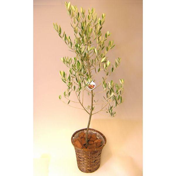 小豆島産オリーブ 平和と希望のシンボル オリーブの木 Ori 01 Hanakuma Yahoo 店 通販 Yahoo ショッピング