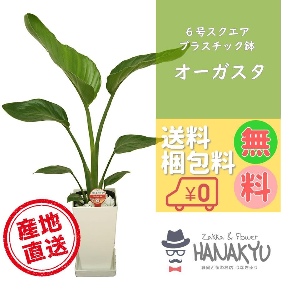 人気の観葉植物 おしゃれ オーガスタ ６号 スクエアプラスチック鉢 インテリア ギフト 自分用 風水 受け皿付き 高さ約70cm Hanakyu Mn Augu06 008 Zakka Flower Hanakyu 通販 Yahoo ショッピング