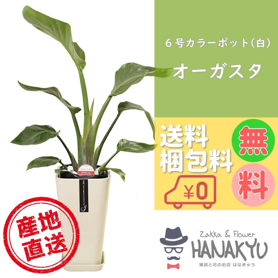 人気の観葉植物 おしゃれ オーガスタ 樹脂製カラーポット 白 ホワイト ギフト インテリア 自分用 風水 受け皿付き 高さ約80cm 早割クーポン