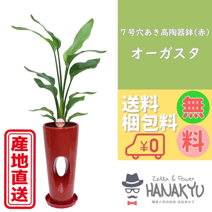 人気の観葉植物 おしゃれ オーガスタ プレゼント ７号 穴あき高陶器鉢 赤 ギフト 新築祝 開店祝 誕生日 インテリア 風水 自分用 受け皿付き 高さ約100cm