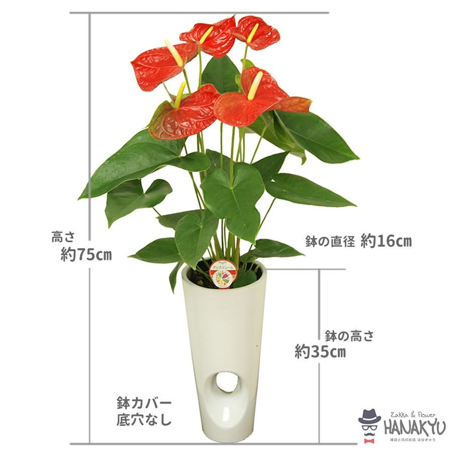 送料無料 残暑見舞い 敬老の日 人気の観葉植物 おしゃれ アンスリューム ６号 穴あき陶器鉢カバー 白 ギフト インテリア 風水 高さ約75cm Hanakyu Mn Dako06 001 Zakka Flower Hanakyu 通販 Yahoo ショッピング