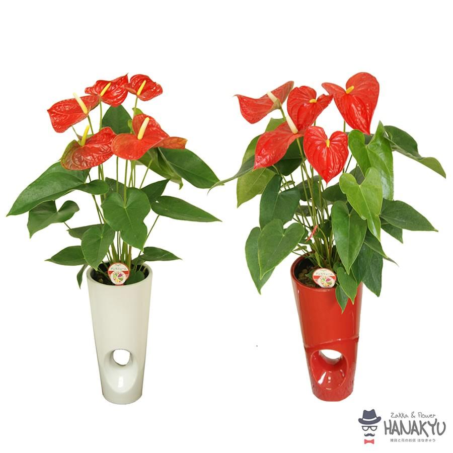 人気の観葉植物 おしゃれ アンスリューム プレゼント ６号 穴あき陶器鉢カバー 白 ギフト 誕生日 新築祝 開店祝 インテリア 風水 高さ約75cm Hanakyu Mn Dako06 001 Zakka Flower Hanakyu 通販 Yahoo ショッピング