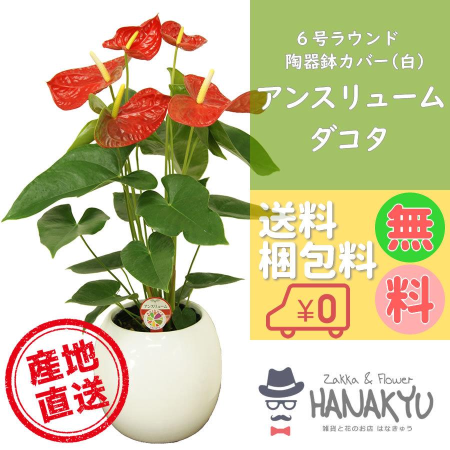 1704円 感謝価格 人気の観葉植物 おしゃれ アンスリューム プレゼント ６号 ラウンド陶器鉢カバー 白 誕生日 開店祝 新築祝 ギフト インテリア 風水 高さ約65cm