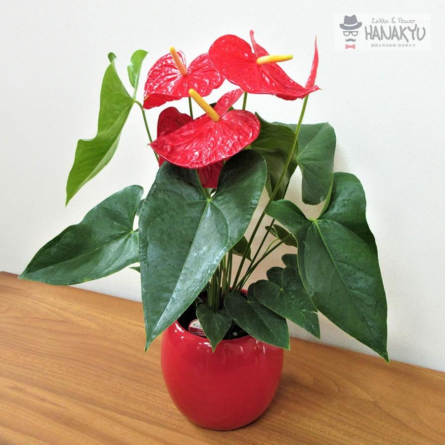 人気の観葉植物 おしゃれ アンスリューム プレゼント ６号 ラウンド陶器鉢カバー 赤 誕生日 新築祝 開店祝 ギフト インテリア 風水 高さ約65cm Hanakyu Mn Dako06 004 Zakka Flower Hanakyu 通販 Yahoo ショッピング