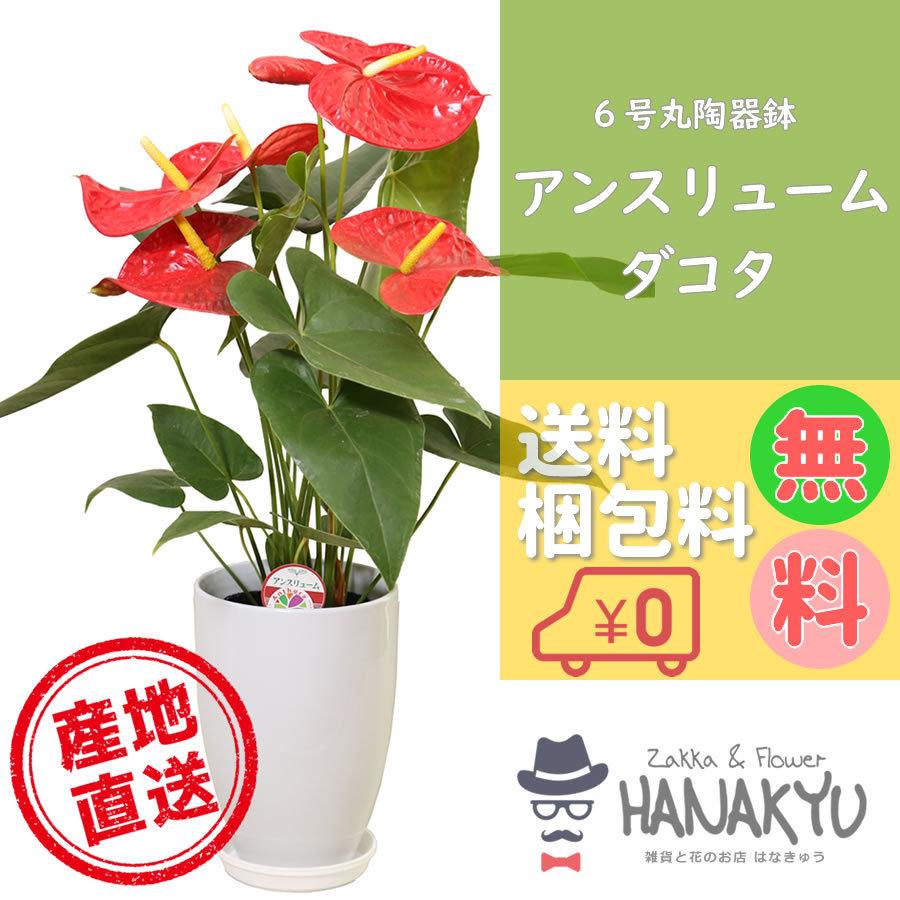 観葉植物 アンスリューム ダコタ 6号鉢 人気 新築祝い 人気no 1