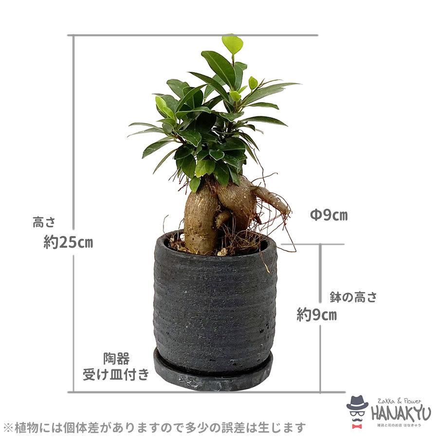 観葉植物 おしゃれ 人気 種類 開店祝い 新築祝い かんたん