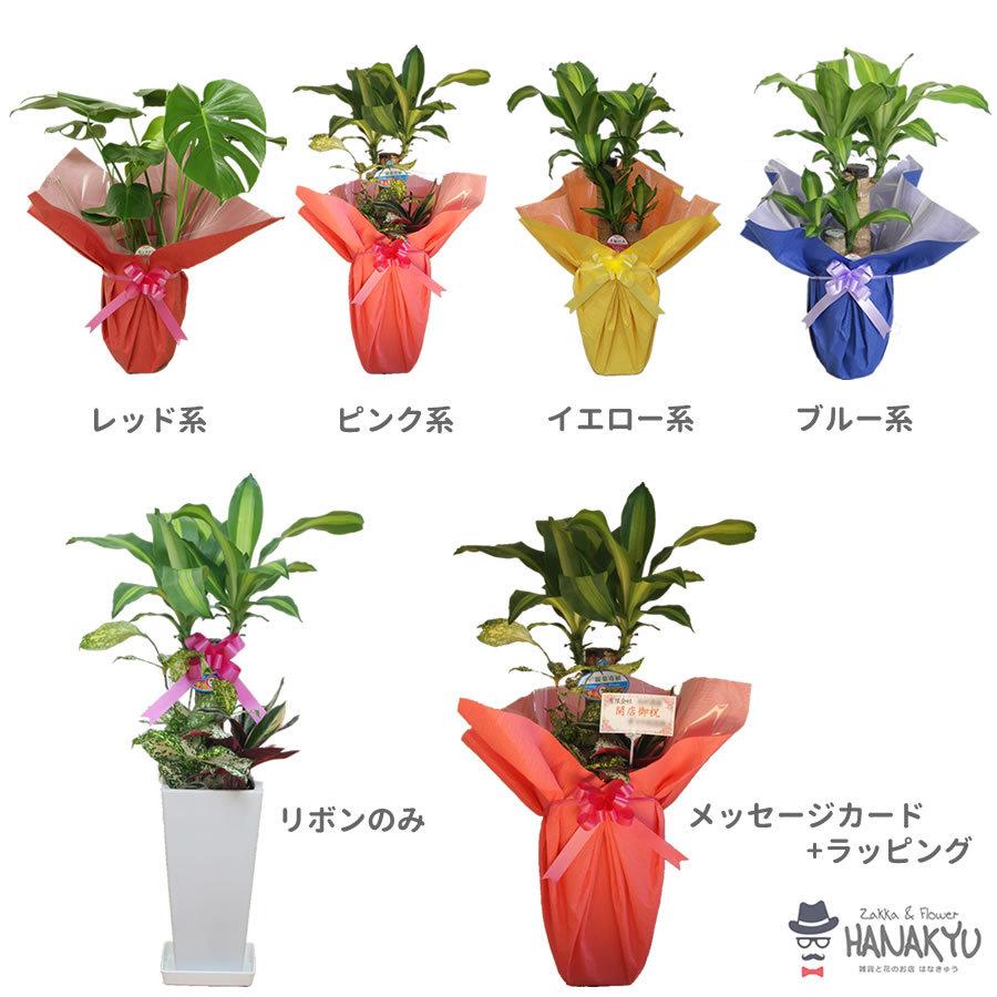 観葉植物 おしゃれ 人気 種類 開店祝い 新築祝い かんたん ガジュマル 陶器 白 利休 5号 ガジュマルの木 風水 幸運 多幸の樹 幸せ 妖精 キジムナー｜hanakyu｜06