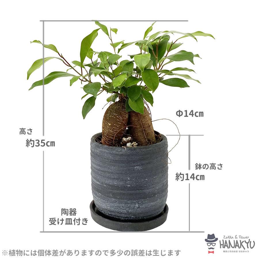 観葉植物 おしゃれ 人気 種類 開店祝い 新築祝い かんたん ガジュマル