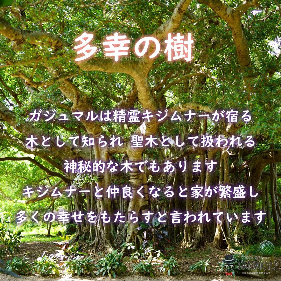 観葉植物 おしゃれ 人気 種類 開店祝い 新築祝い かんたん ガジュマル