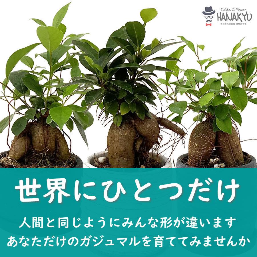 観葉植物 おしゃれ 人気 種類 開店祝い 新築祝い かんたん ガジュマル
