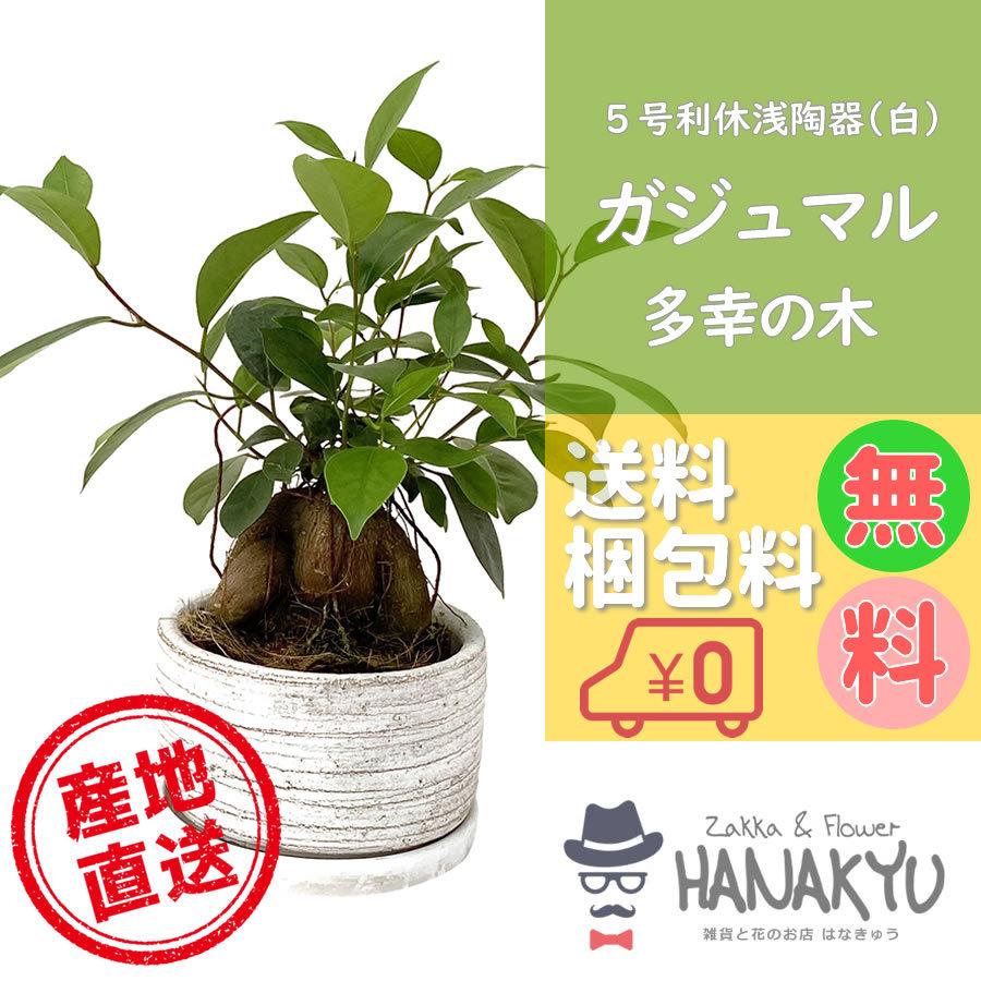 人気の観葉植物 おしゃれ かんたん ガジュマル 浅陶器 白 利休 5号 ガジュマルの木 風水 幸運 多幸の樹 幸せ 妖精 キジムナー Hanakyu Mn Gaju05 003 Zakka Flower Hanakyu 通販 Yahoo ショッピング