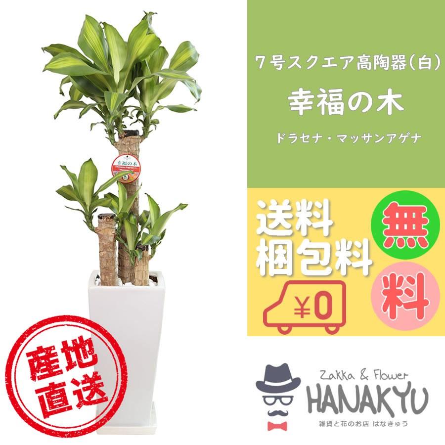 人気の観葉植物 幸福の木 マッサンアゲナ おしゃれ 風水 ７号 スクエア高陶器鉢 白 ギフトにもピッタリ 受け皿付き 高さ約110cm Hanakyu Mn Mass07 001 Zakka Flower Hanakyu 通販 Yahoo ショッピング