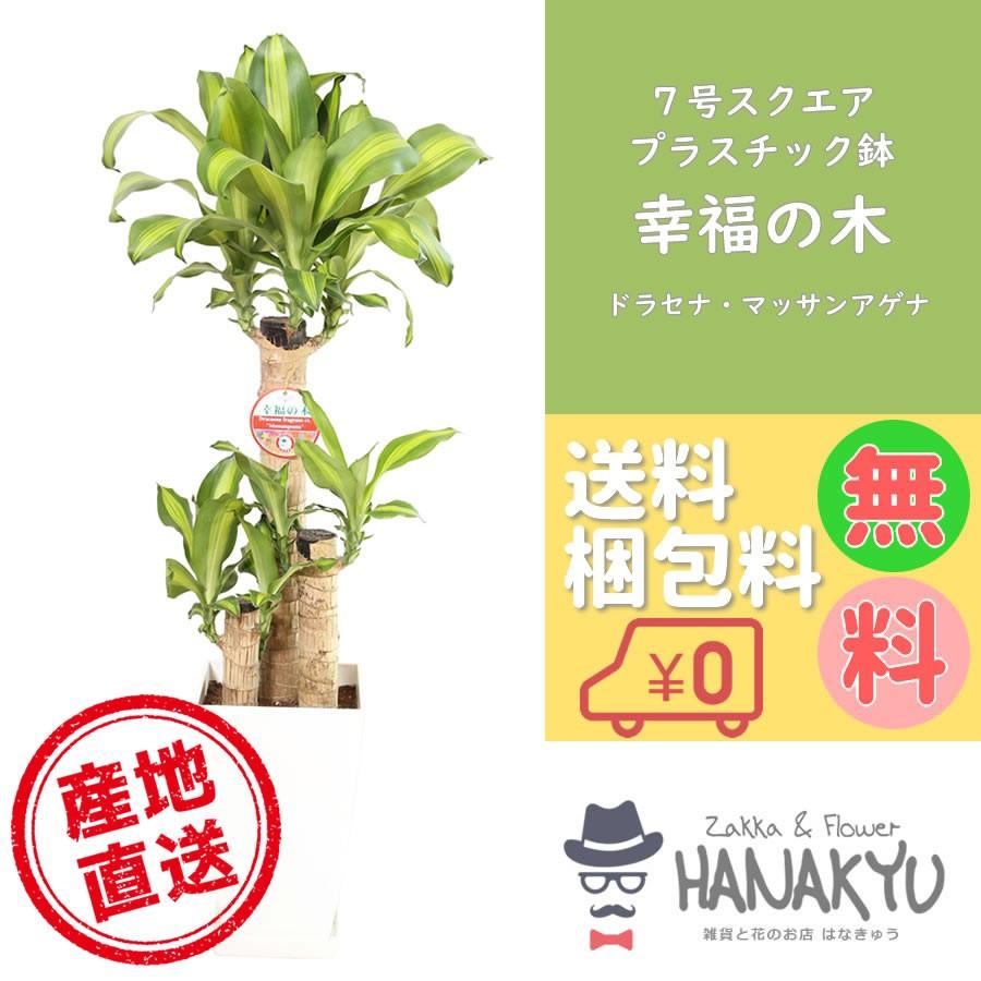 人気の観葉植物 幸福の木 マッサンアゲナ おしゃれ 風水 ７号 スクエアプラスチック鉢 受け皿付き 高さ約100cm Hanakyu Mn Mass07 003 Zakka Flower Hanakyu 通販 Yahoo ショッピング