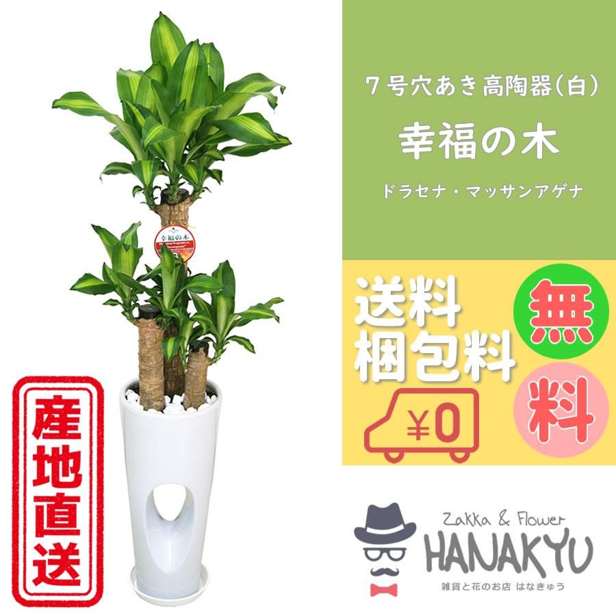 送料無料 人気の観葉植物 幸福の木 おしゃれな陶器鉢 ７号 穴あき高陶器鉢 白 ギフトにピッタリ 受け皿付き 高さ約110cm Ciganabeleza Com Br