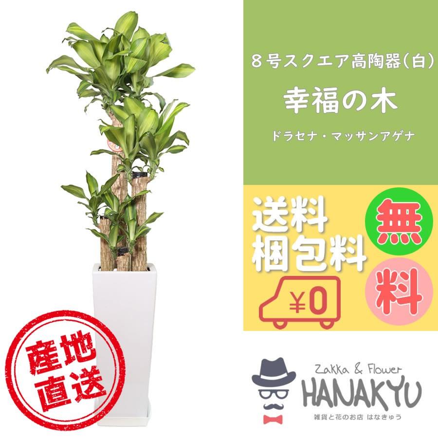 在庫あり 即納 人気の観葉植物 幸福の木 おしゃれ 風水 ８号 スクエア高陶器鉢 白 ギフトにピッタリ 受け皿付き 大型 高さ約130cm 在庫有 Smartlook Com Sa