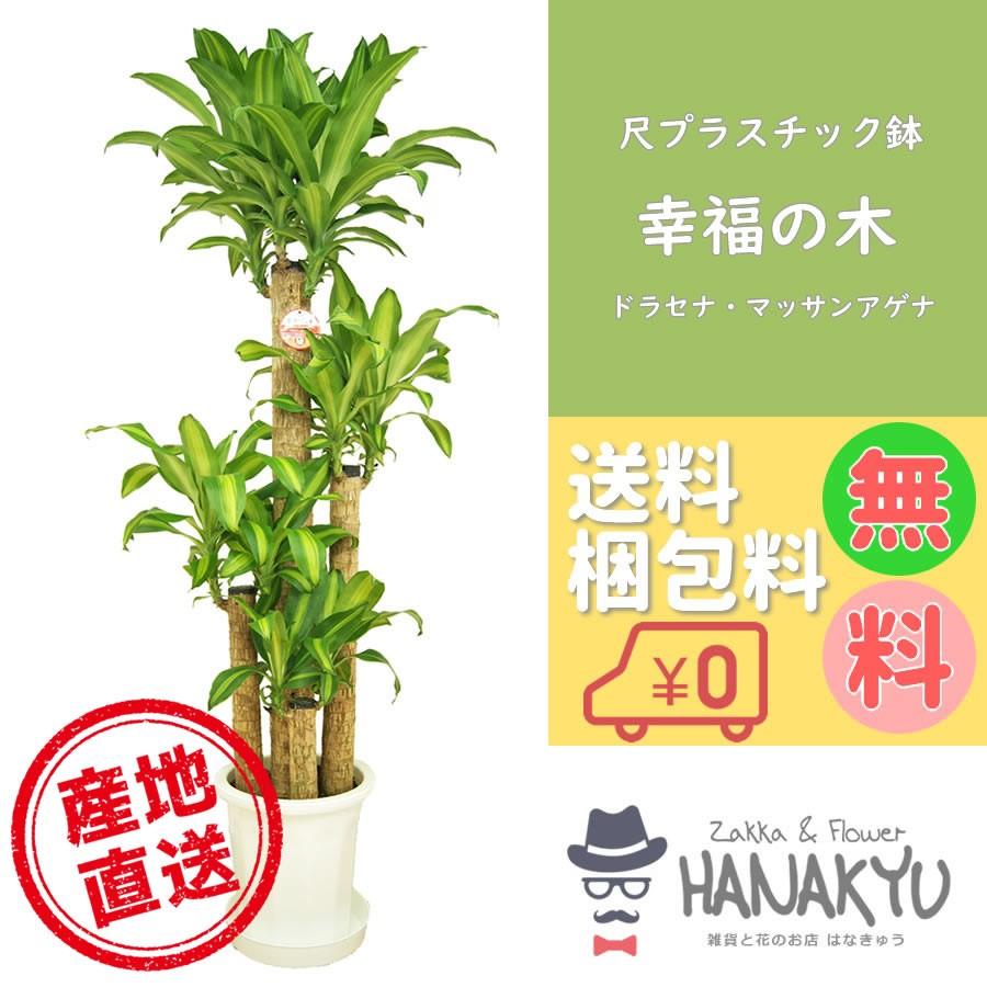 観葉草木 かっこ良い 心うれしいの木 開店祝賀会 一般受け 大型 10号 可塑性物質鉢  差し上げ物 受け皿付 高さ約175珊 尺鉢 花、ガーデニング-観葉植物