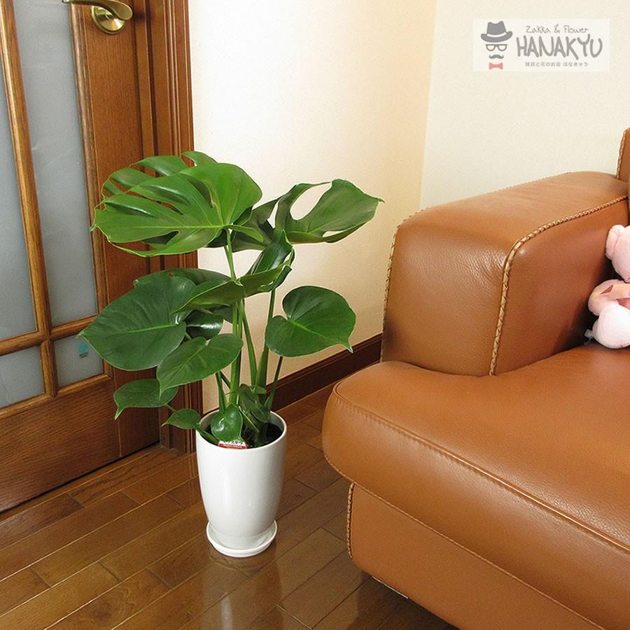 観葉植物 おしゃれ 人気 モンステラ プレゼント 6号 丸陶器鉢 ギフト 