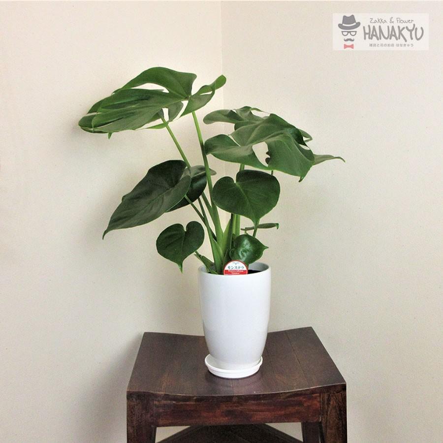 観葉植物 おしゃれ 人気 モンステラ プレゼント 6号 丸陶器鉢 ギフト 
